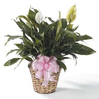 Peace Lily (Spathiphyllum)