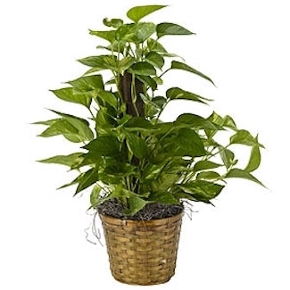 Pothos Pole (Ivy)