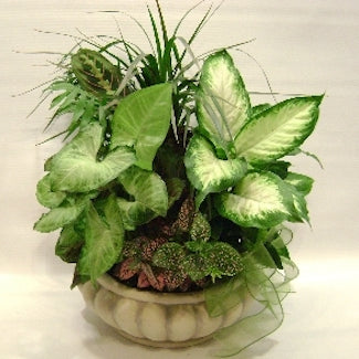 Dish Garden