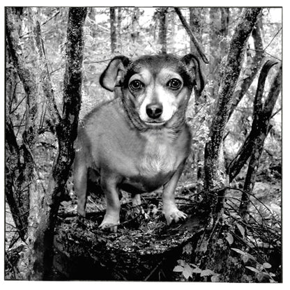 Marble Square Indoor Pet Memorial